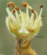  Flower with petals removed V.S. (Inner view)